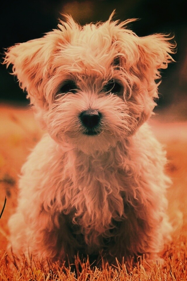 Щенок болонки обои