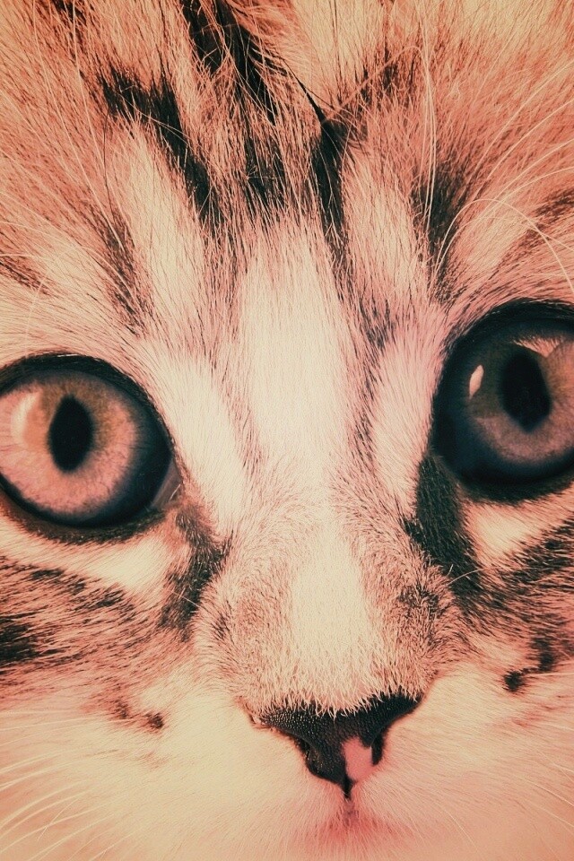 Пушистый котенок обои