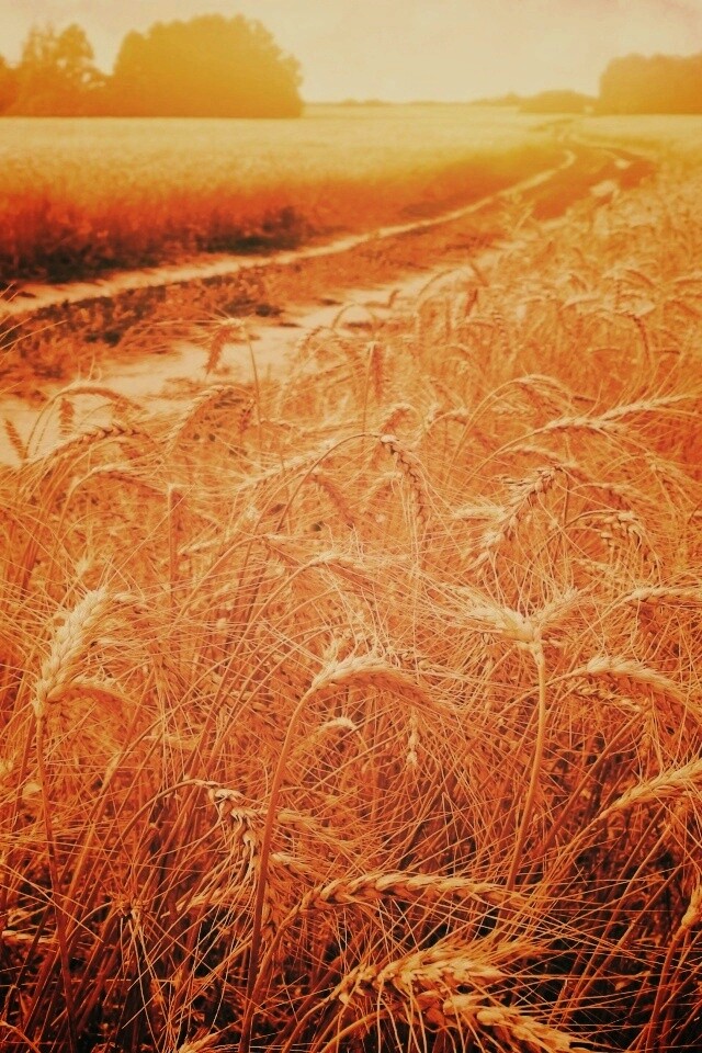 Речка среди поля обои