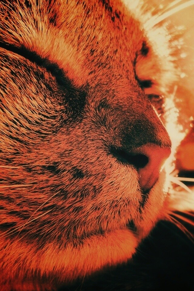 Спящий на солнце рыжий кот обои