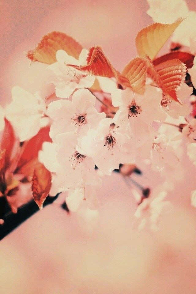 Белые цветы вишни обои