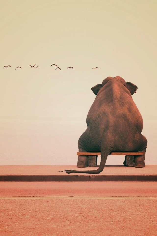 Слон на табуретке обои
