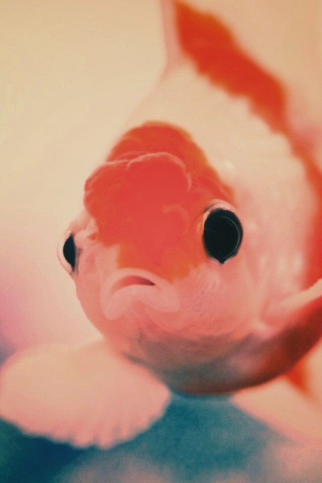 Аквариумная золотая рыбка обои