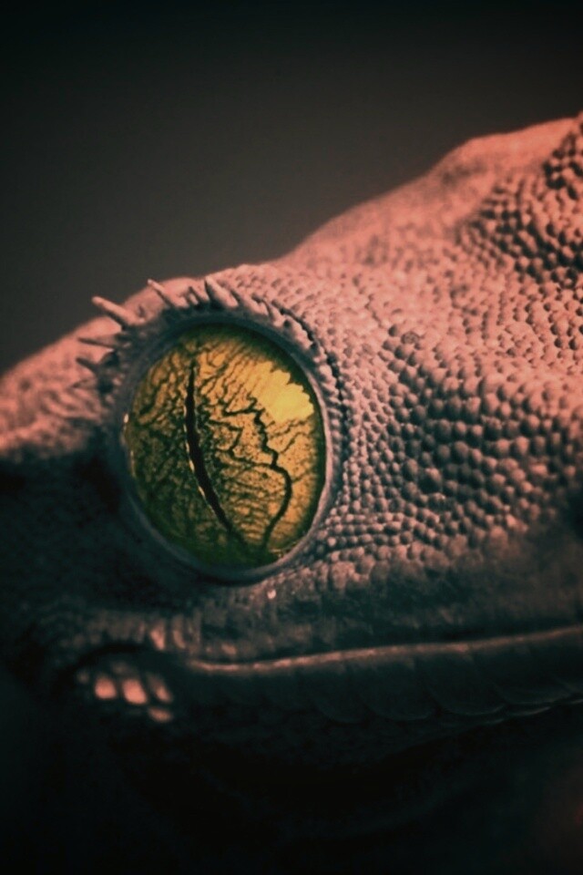 Ящерка обои