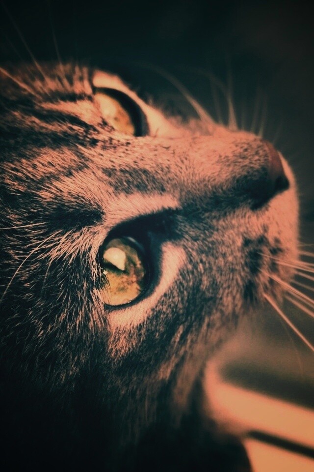 Кот с желтыми глазами обои