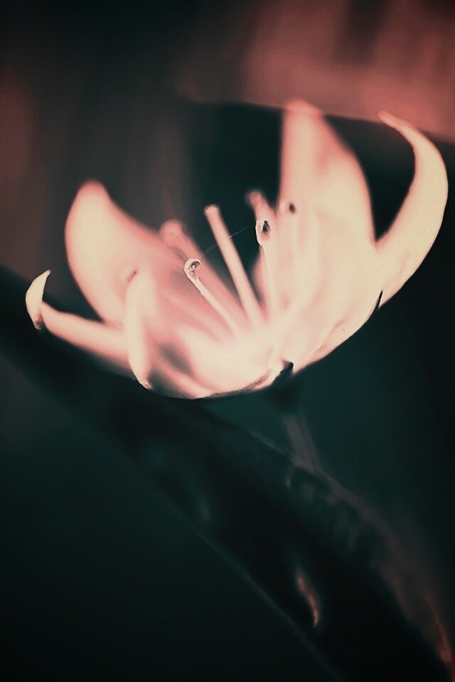 Белый цветок обои