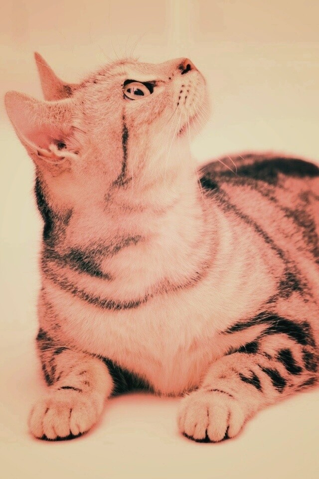 Котэ смотрит наверх обои