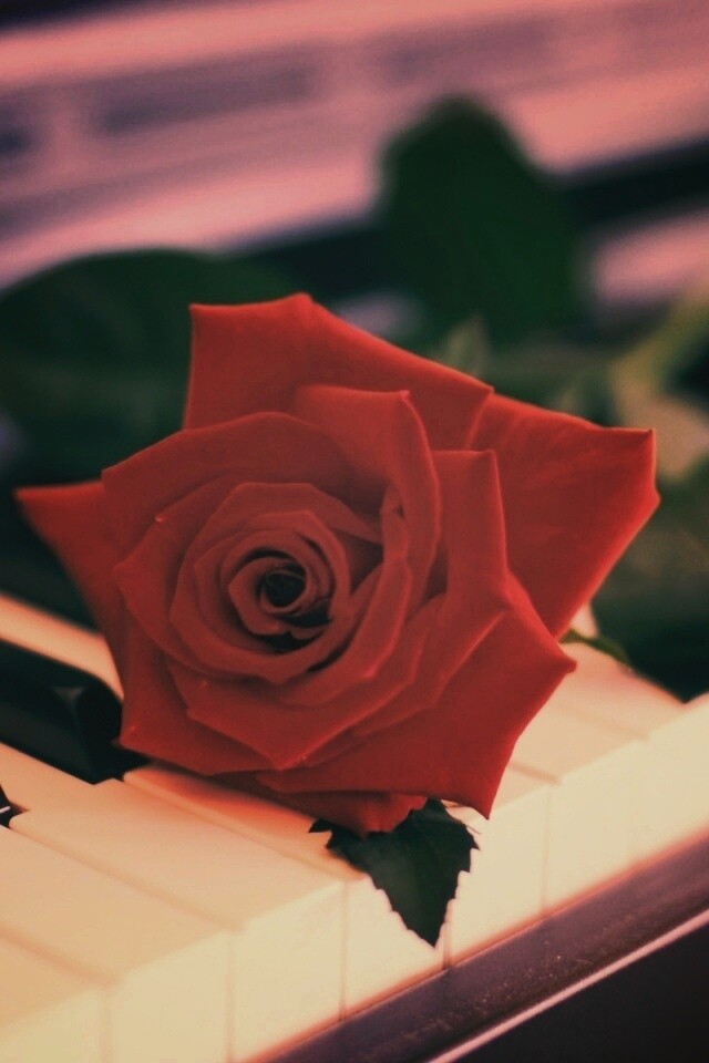 Роза на клавишах пианино обои