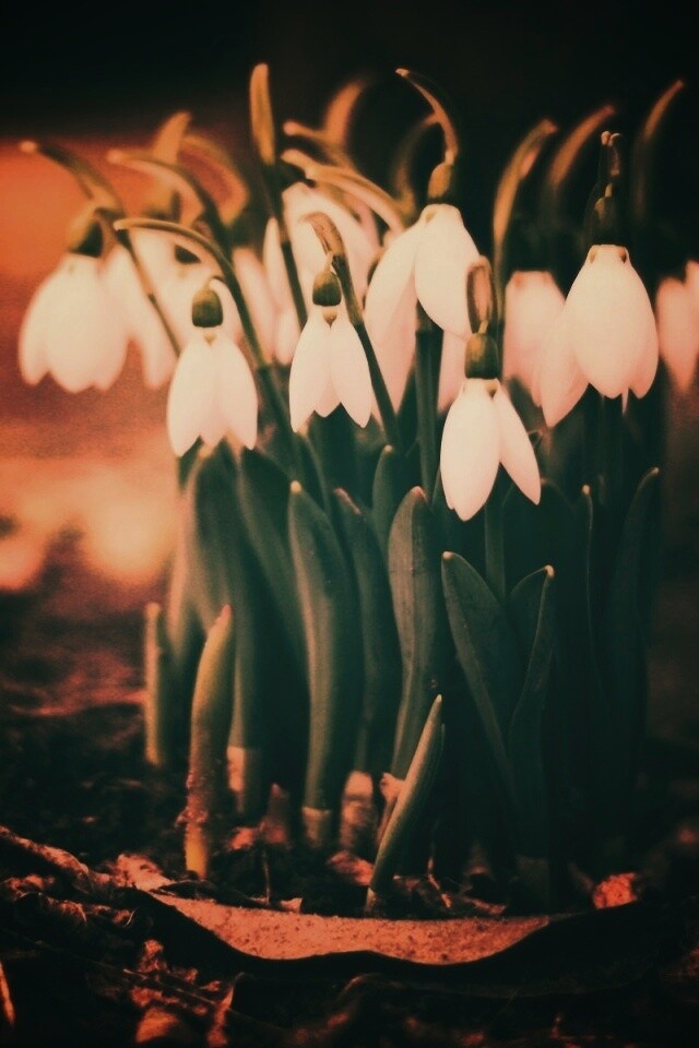 Подснежники - весенние цветы обои