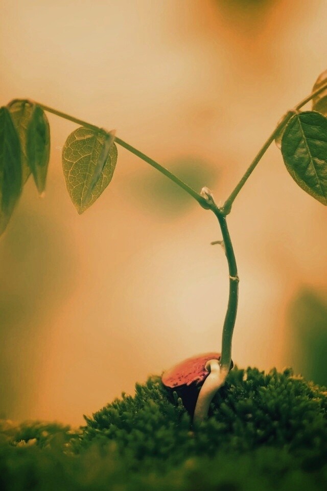 Молодой росток обои