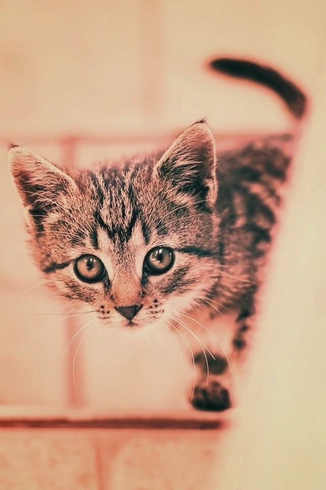 Коётнок выглядвает обои