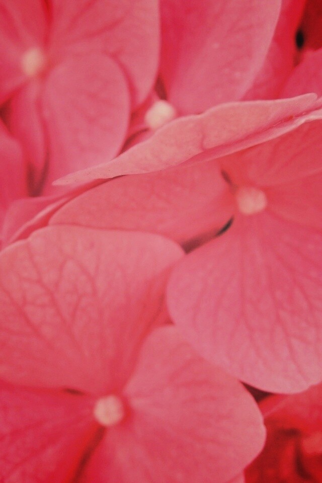 Фиолетовые нежные цветы обои