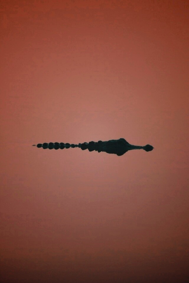 Алигатор обои