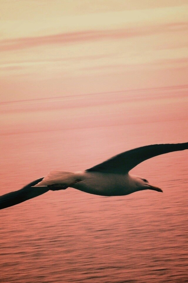 Чайка в полете обои