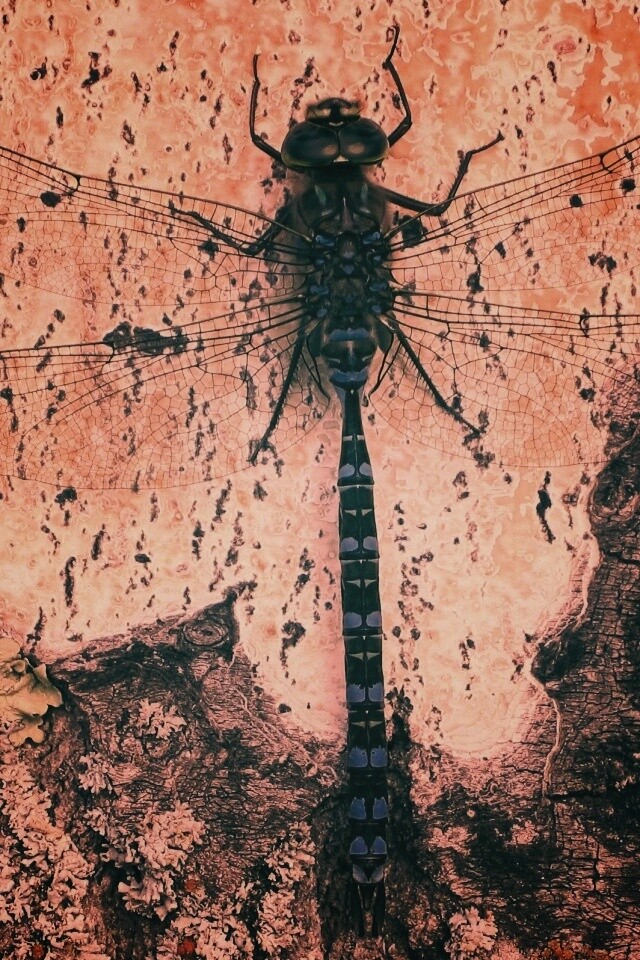 Стрекоза на дереве обои