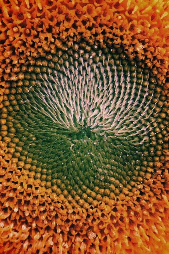 Недозревший подсолнух обои