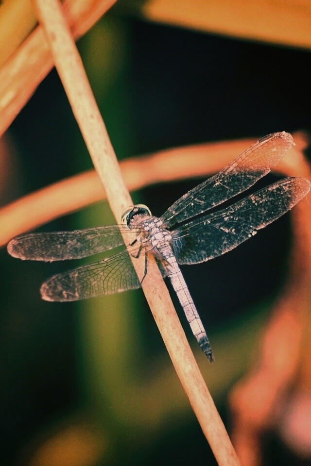 Стрекоза на тарвинке обои
