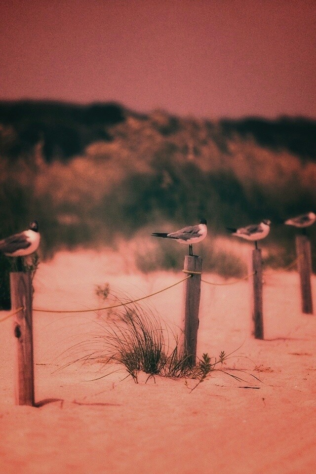 Птички на столбиках обои
