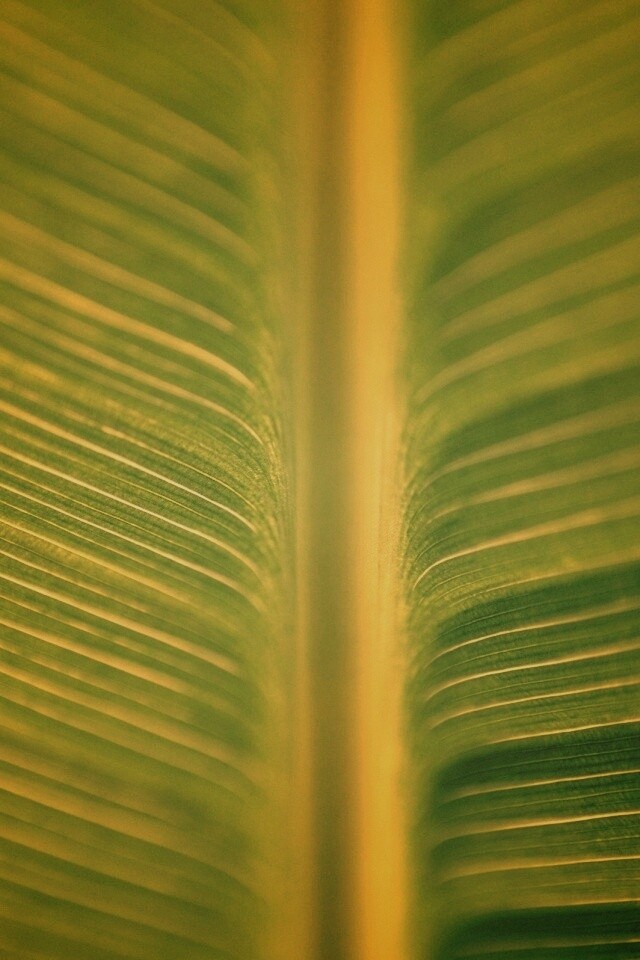 Макро фото листа обои