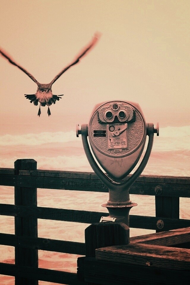 Чайки на перилах пирса обои