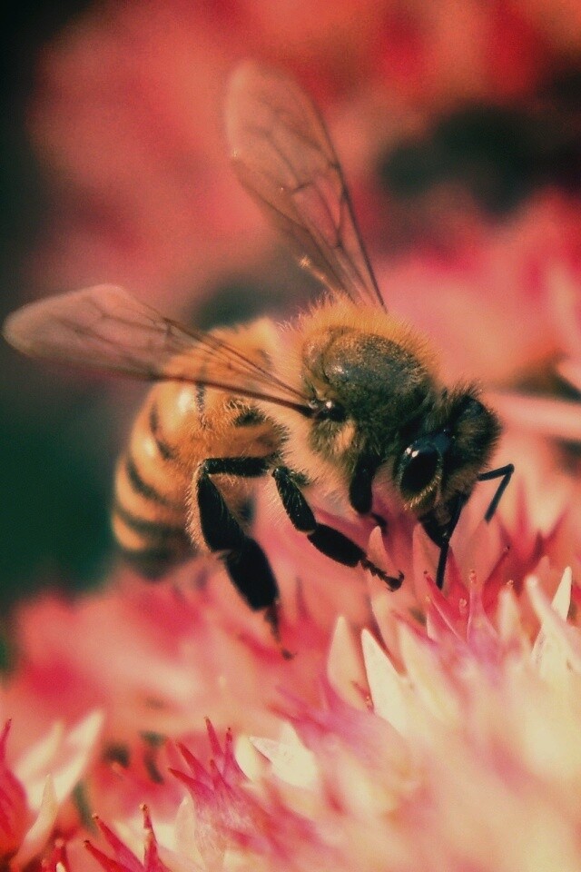 Пчела собирает пыльцу обои