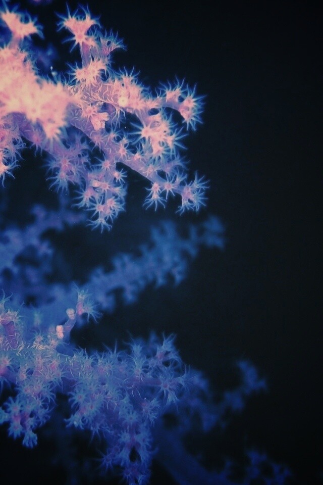 Кораллы обои