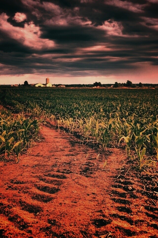 Кукурузное поле у фермы обои