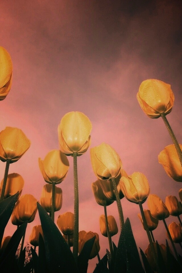 Жёлтые тюльпаны обои