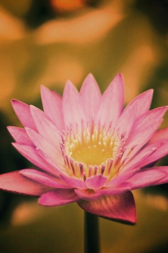 Фиолетовый цветок обои