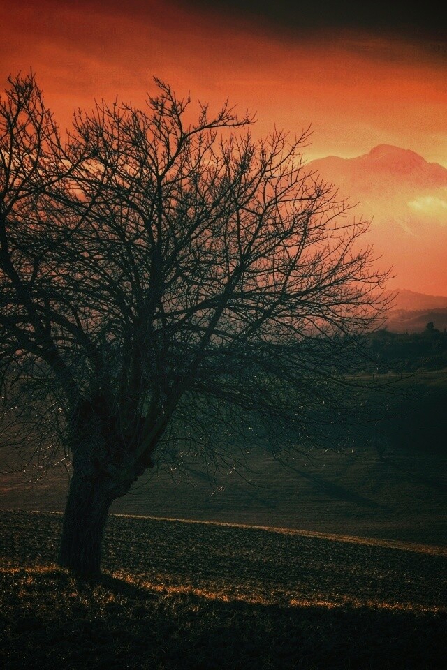 Дерево и горы обои