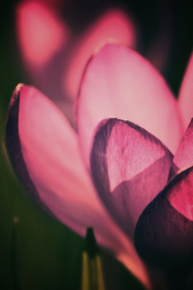 Фиолетовый крокус обои