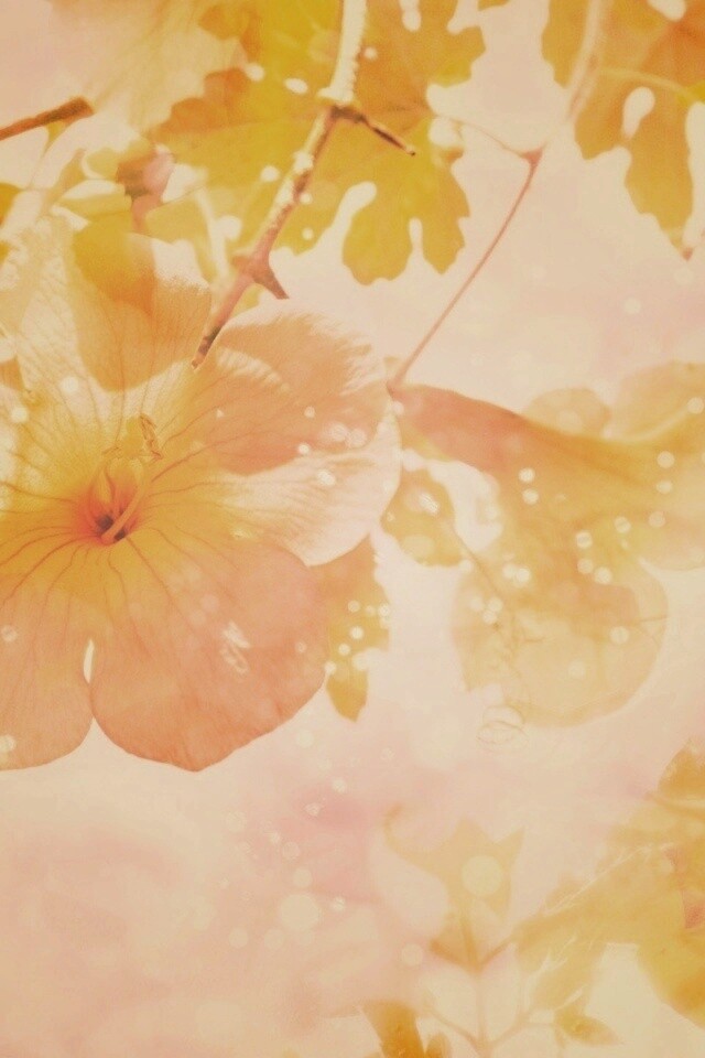 Цветочное настроение обои