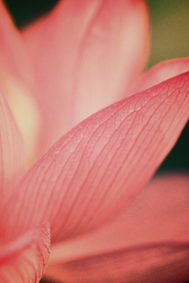 Лепестки цветов обои