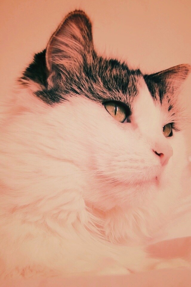 Белый кот с серой макушкой обои