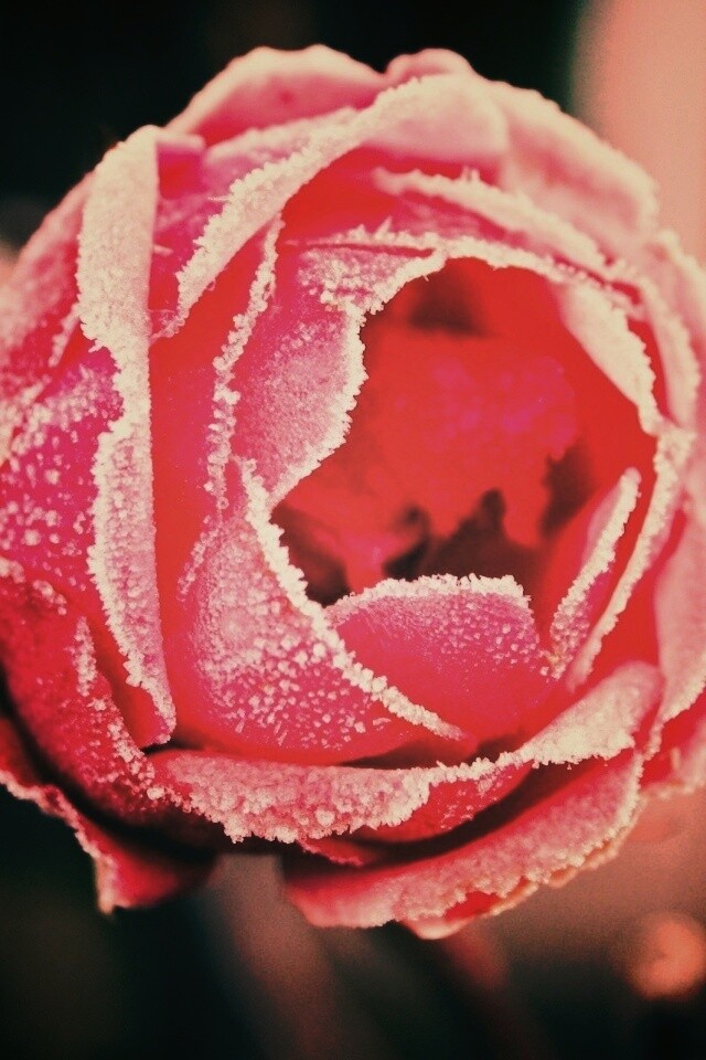 Роза в иние обои