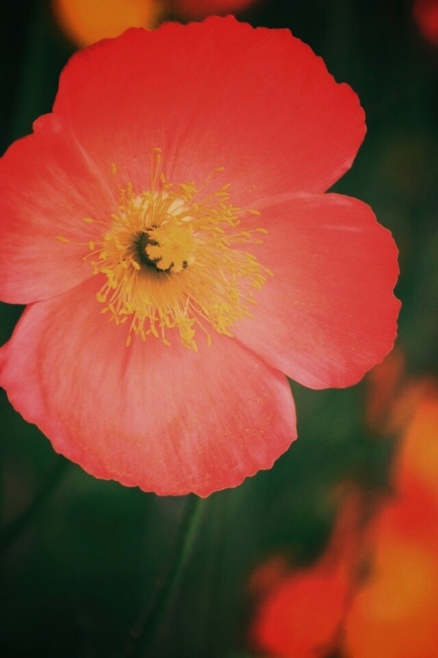 Красивый красный цветок обои