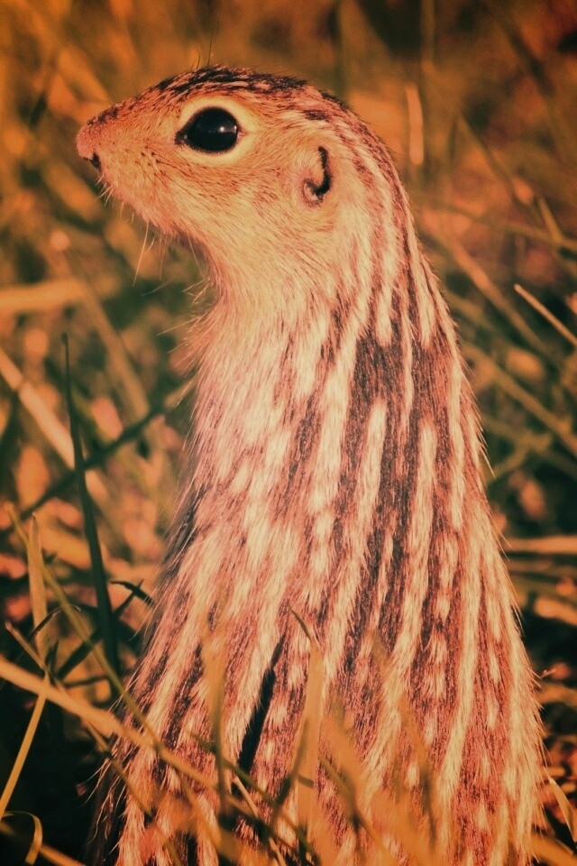 Сурок в стойке обои