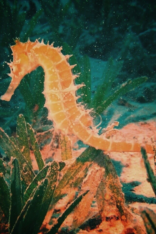 Морской конек обои