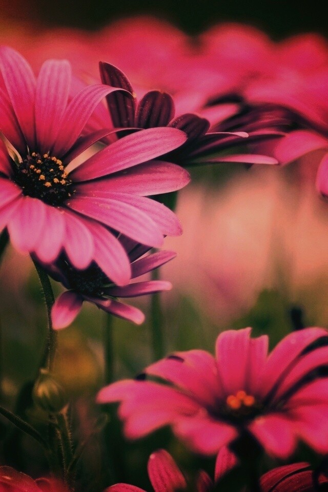 Яркие фиолетовые цветы обои