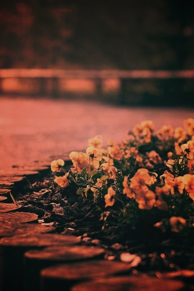 Красивая цветочная клумба обои