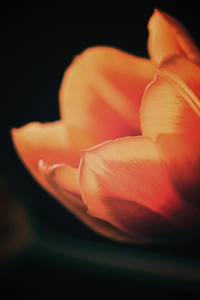 Тюльпаны в темноте обои