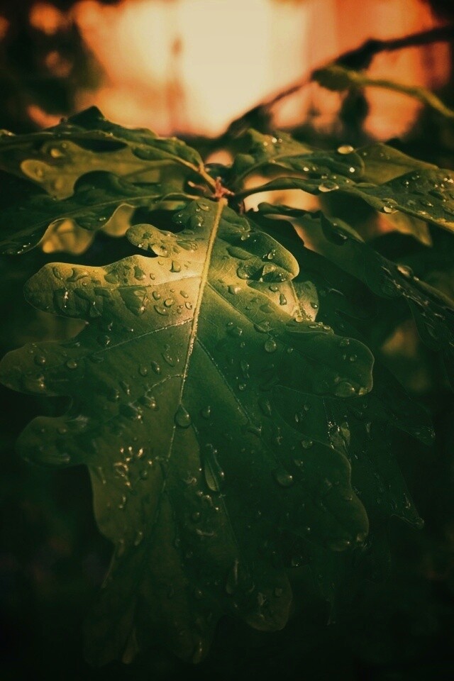 Сочные листья дуба обои