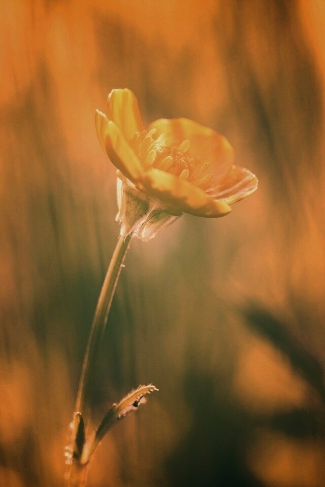 Маленький жёлтый цветочек обои