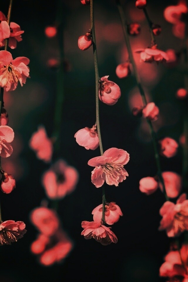 Веточки цветущего дерева обои