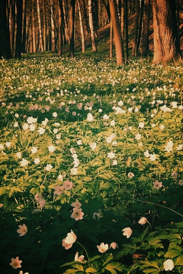 Поляна весенних цветов обои
