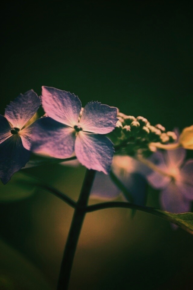 Нежно-синие цветы обои