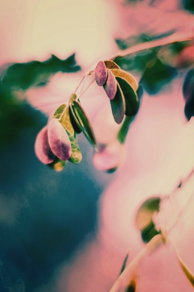 Фиолетовые листья обои