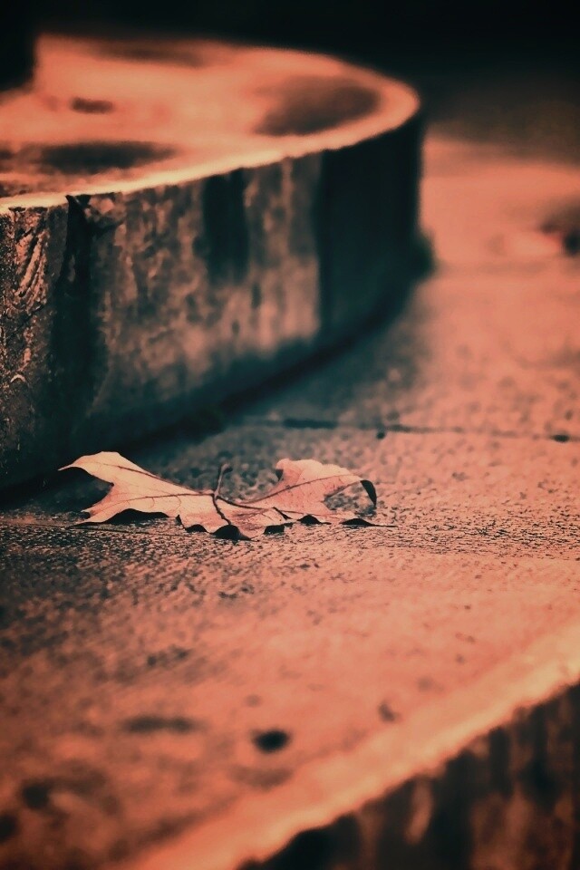 Лист на ступеньках обои