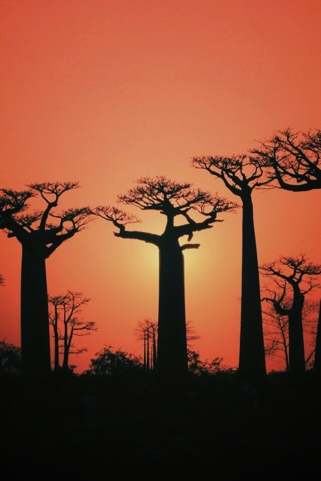Баобабы на закате обои