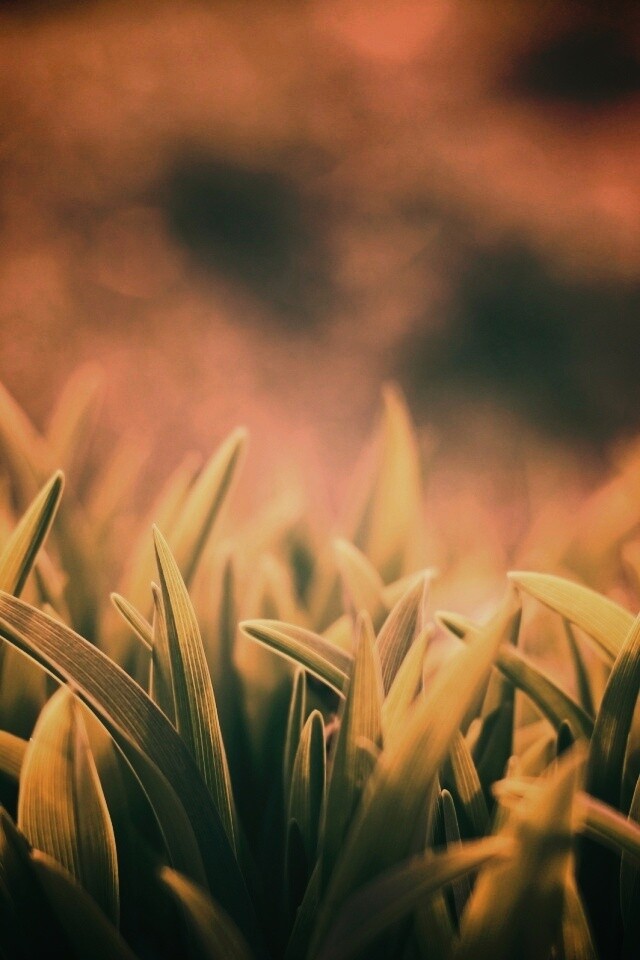 Сочная нежная трава обои